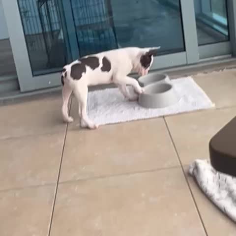 @Boston terrier