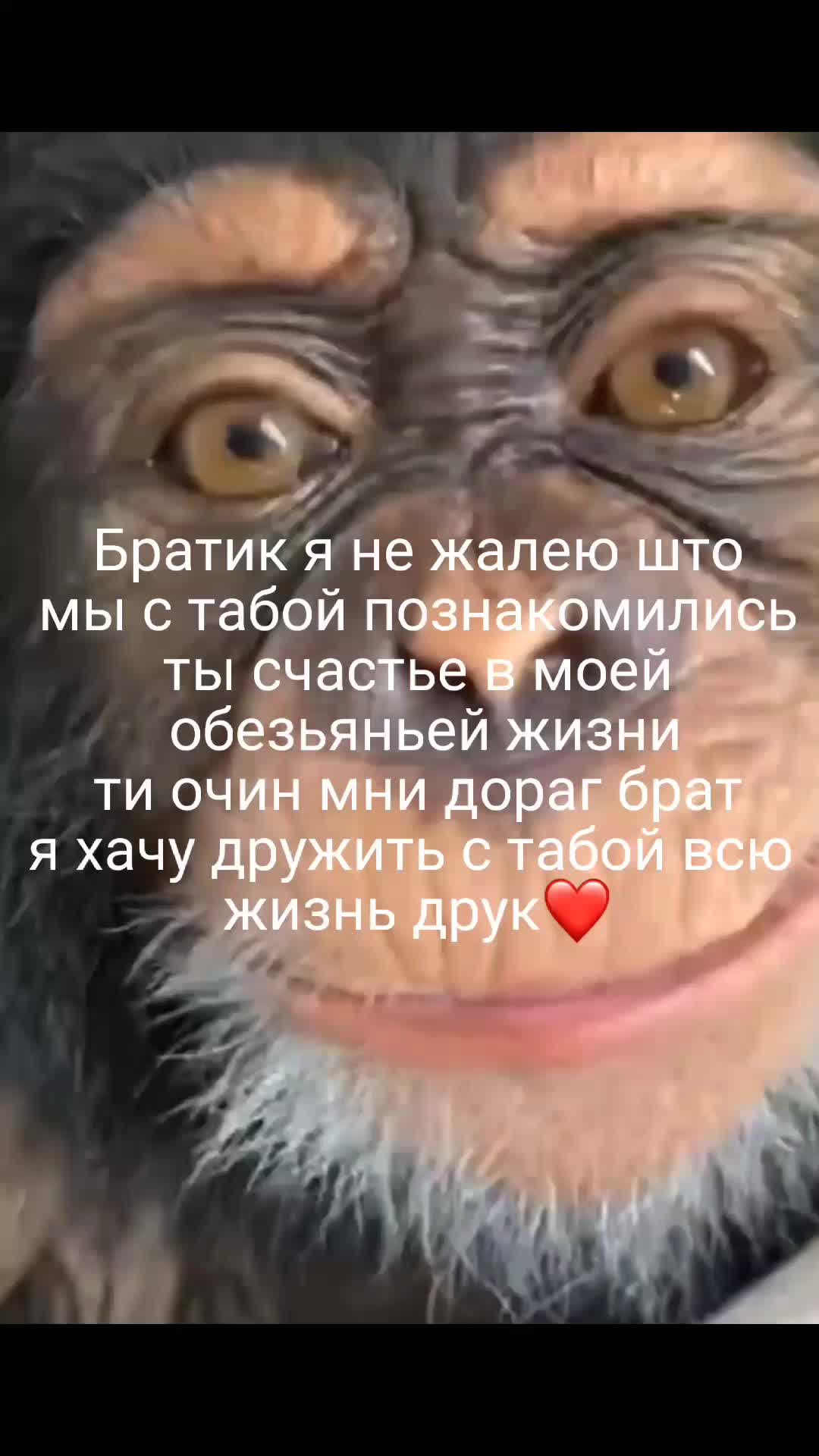 @GifkiCmakakami