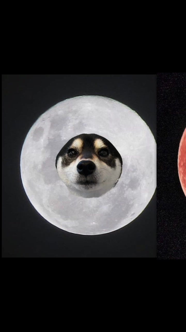 @☀️黒柴犬ひめ☀️