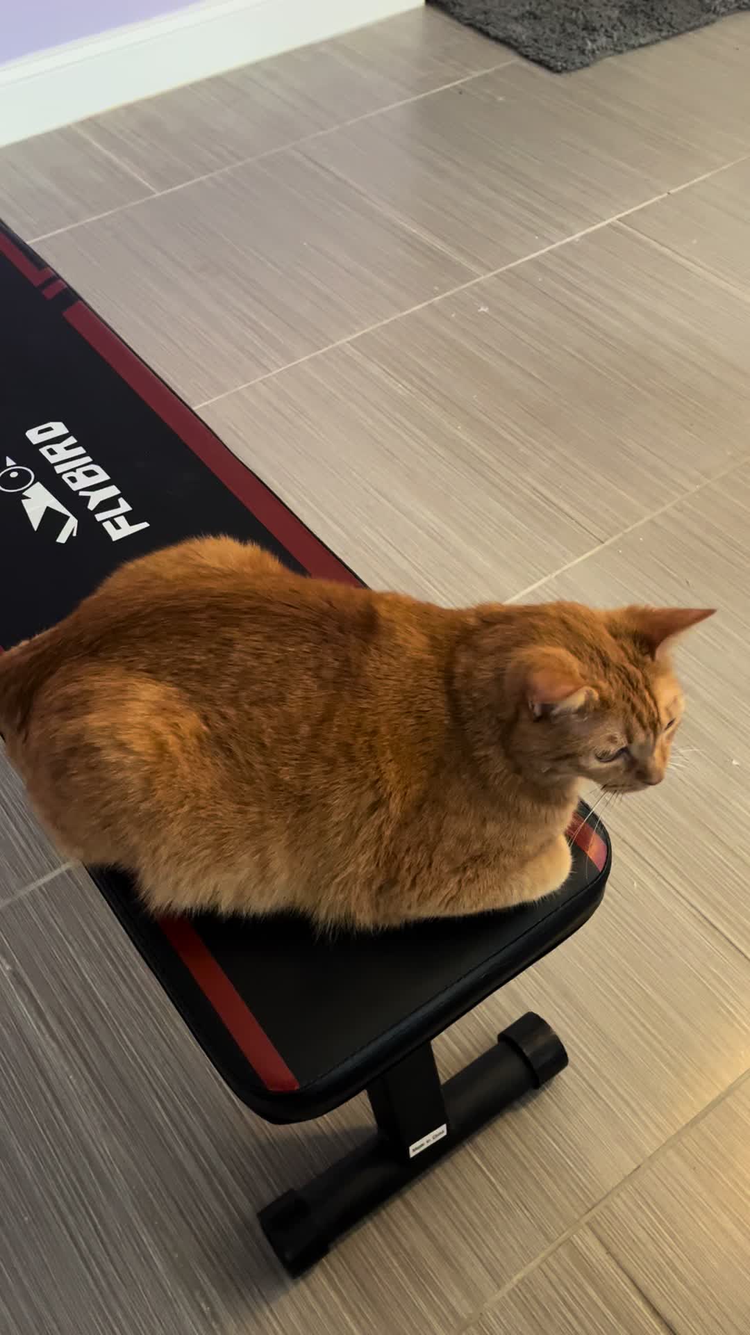 @roxyredcat