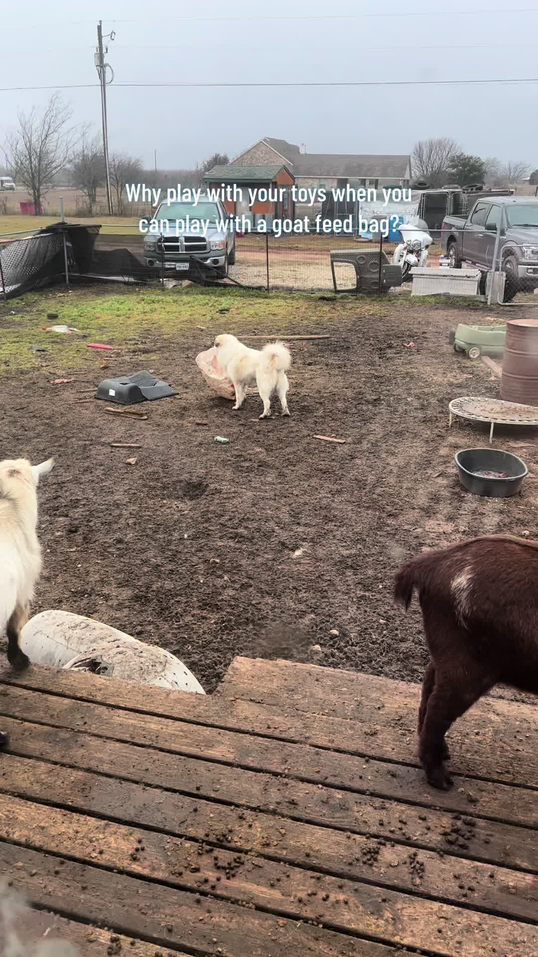@TX City Farm Girl
