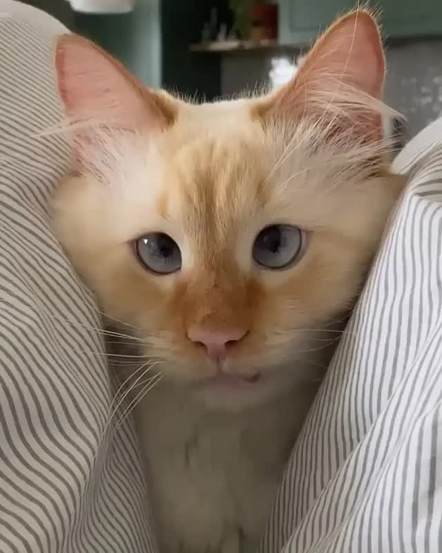 @Funny Animals World R