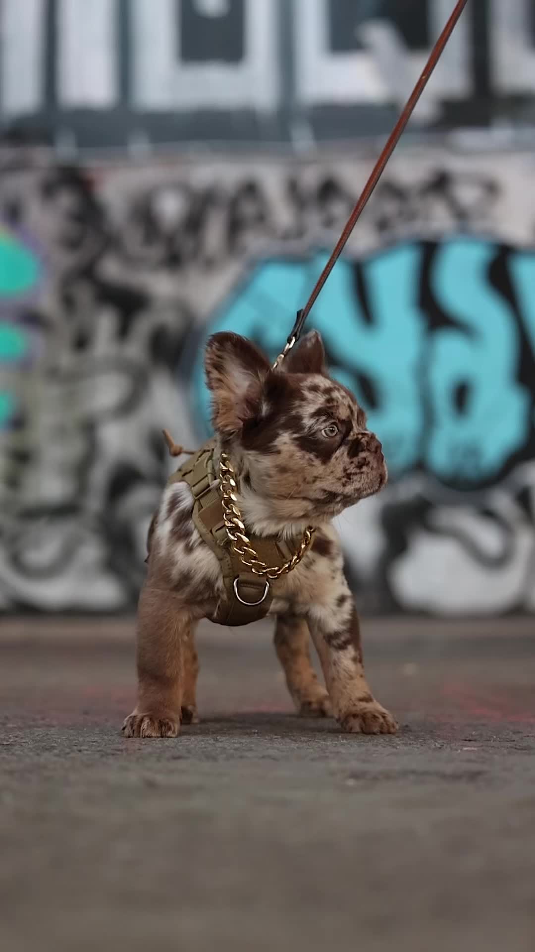 @Trendingbulldogz