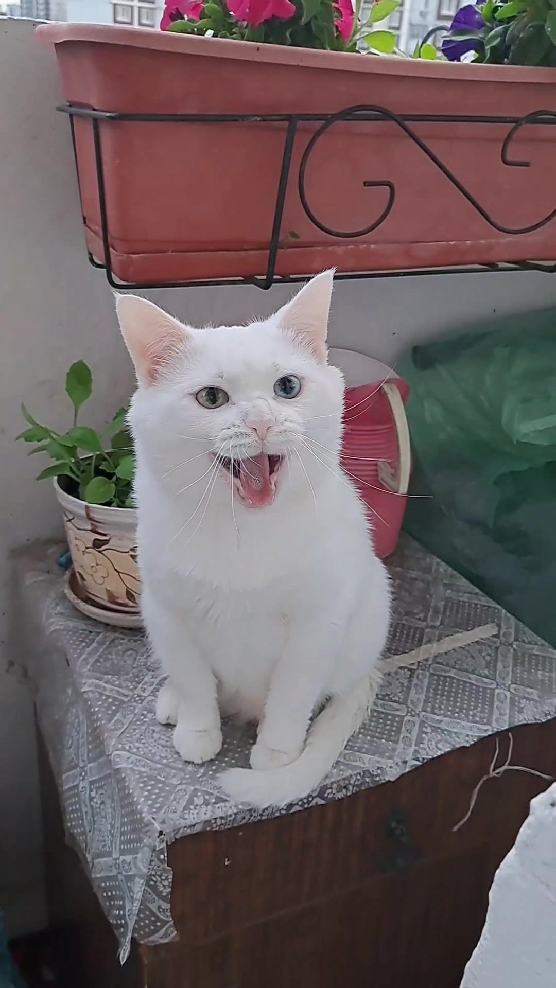 @cat_chul