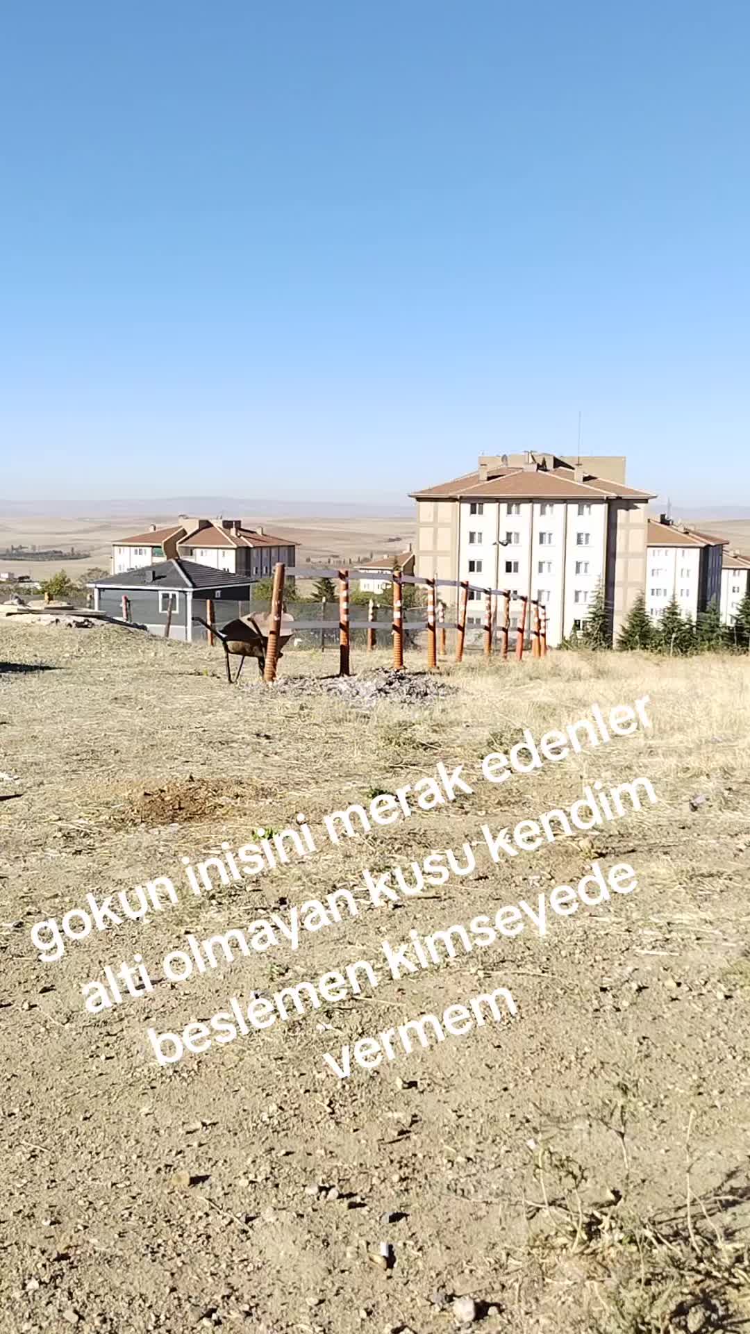 @🎲🎲oyunkusu.kirsehir40🎲🎲