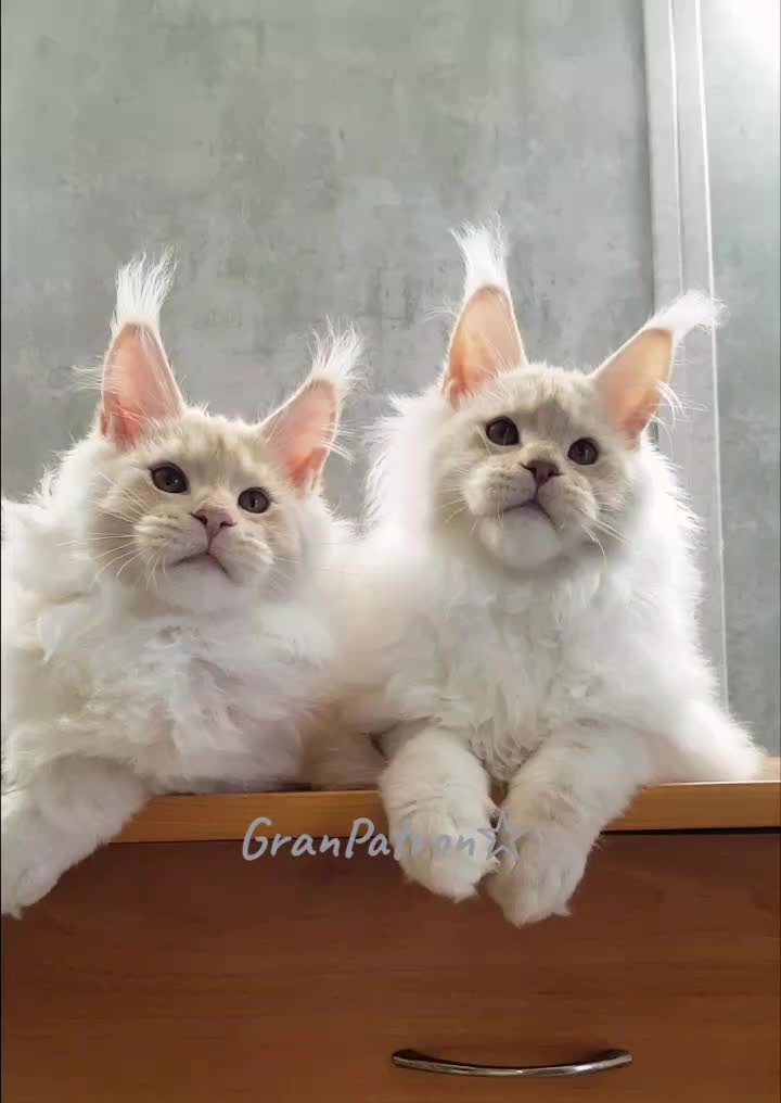 @Maine coon kitten