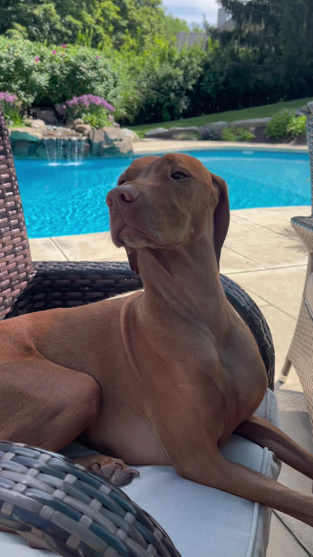 @Brookie The Vizsla