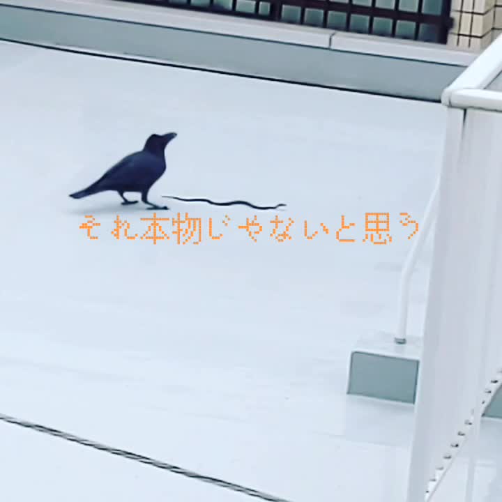 @博多ISSA(TORU)