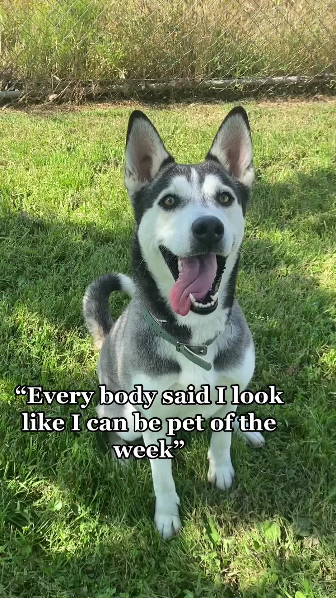 @Ramona Pets