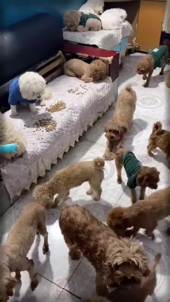 @puppy love us