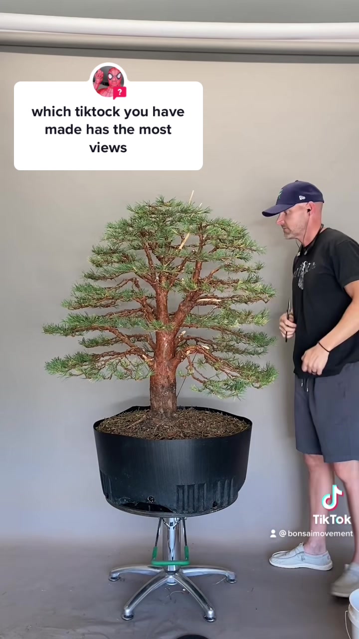 @Bonsai Movement