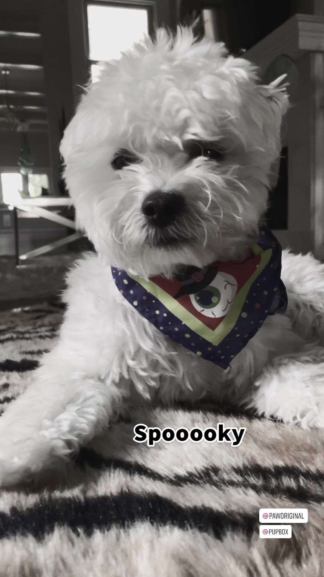 @Cloud the Dog