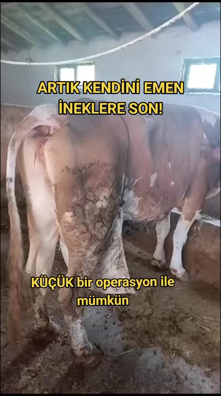 @Vet. Hekim Bülent SEZER