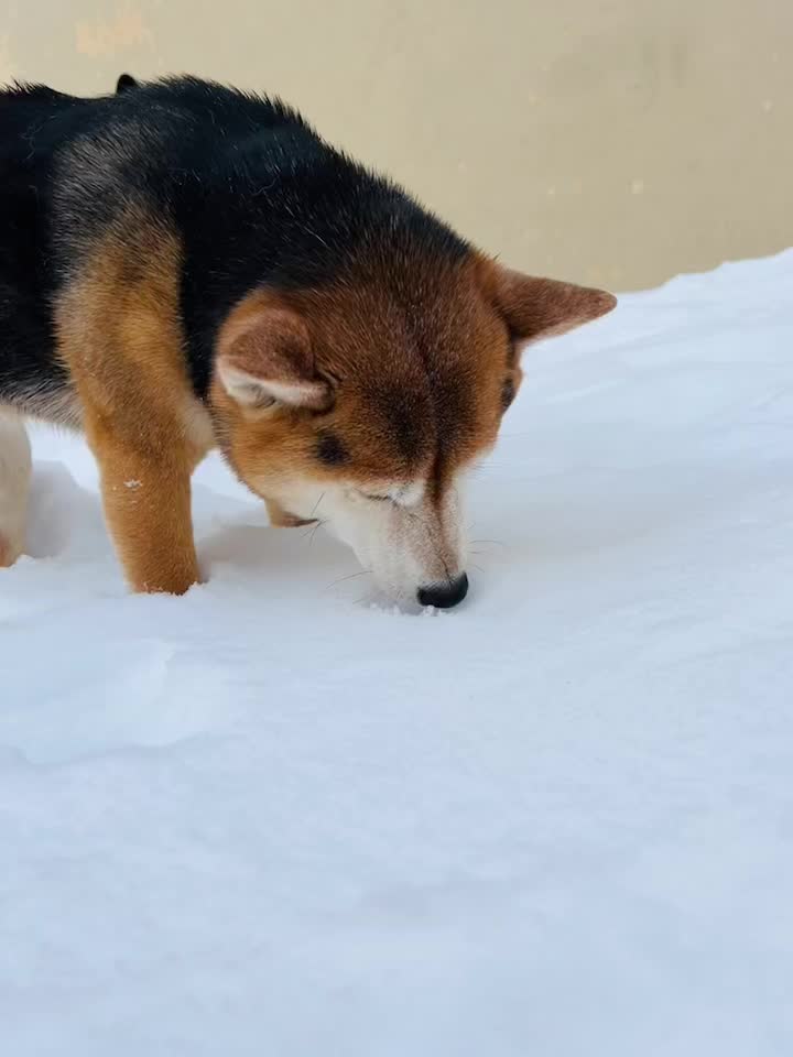 @Akitas.shiba.w