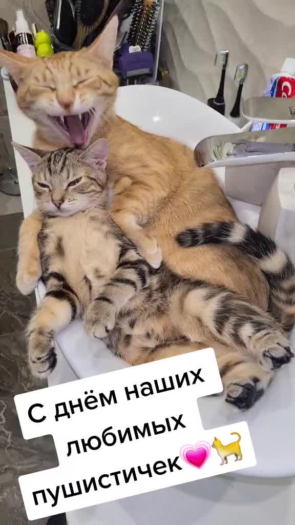 @Brunodiary