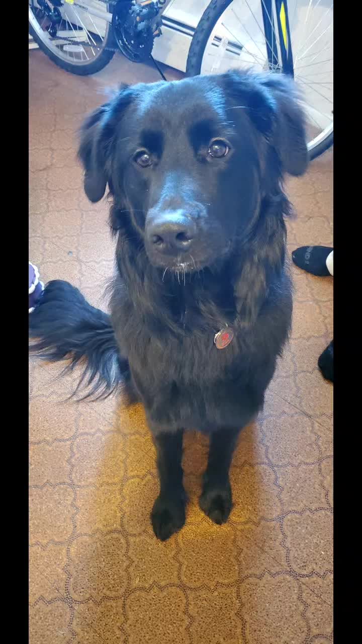 @Luna Husky