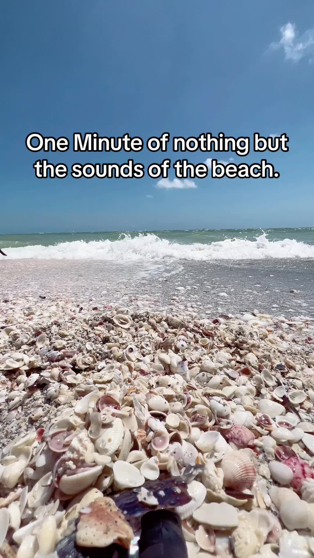 @Southwest Florida Shelling