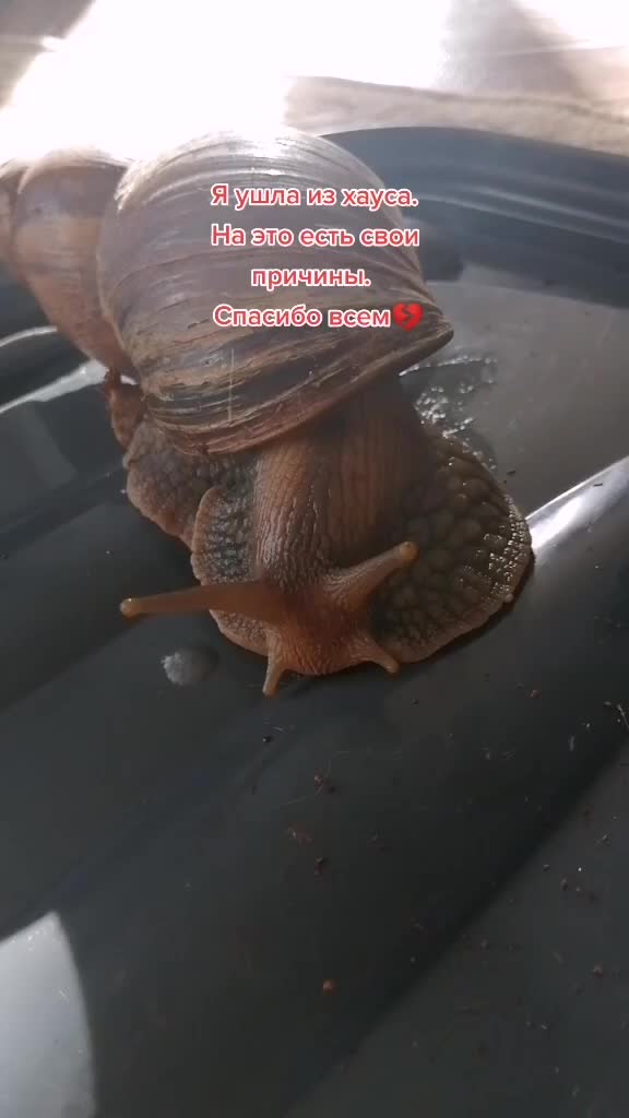 @Улиточки🐌💞