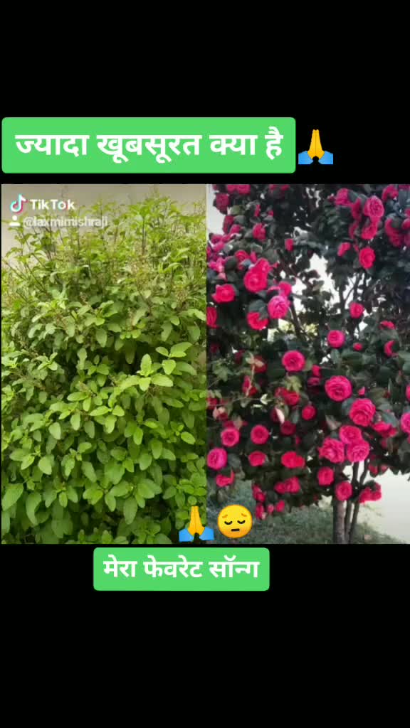 @laxmi mishra