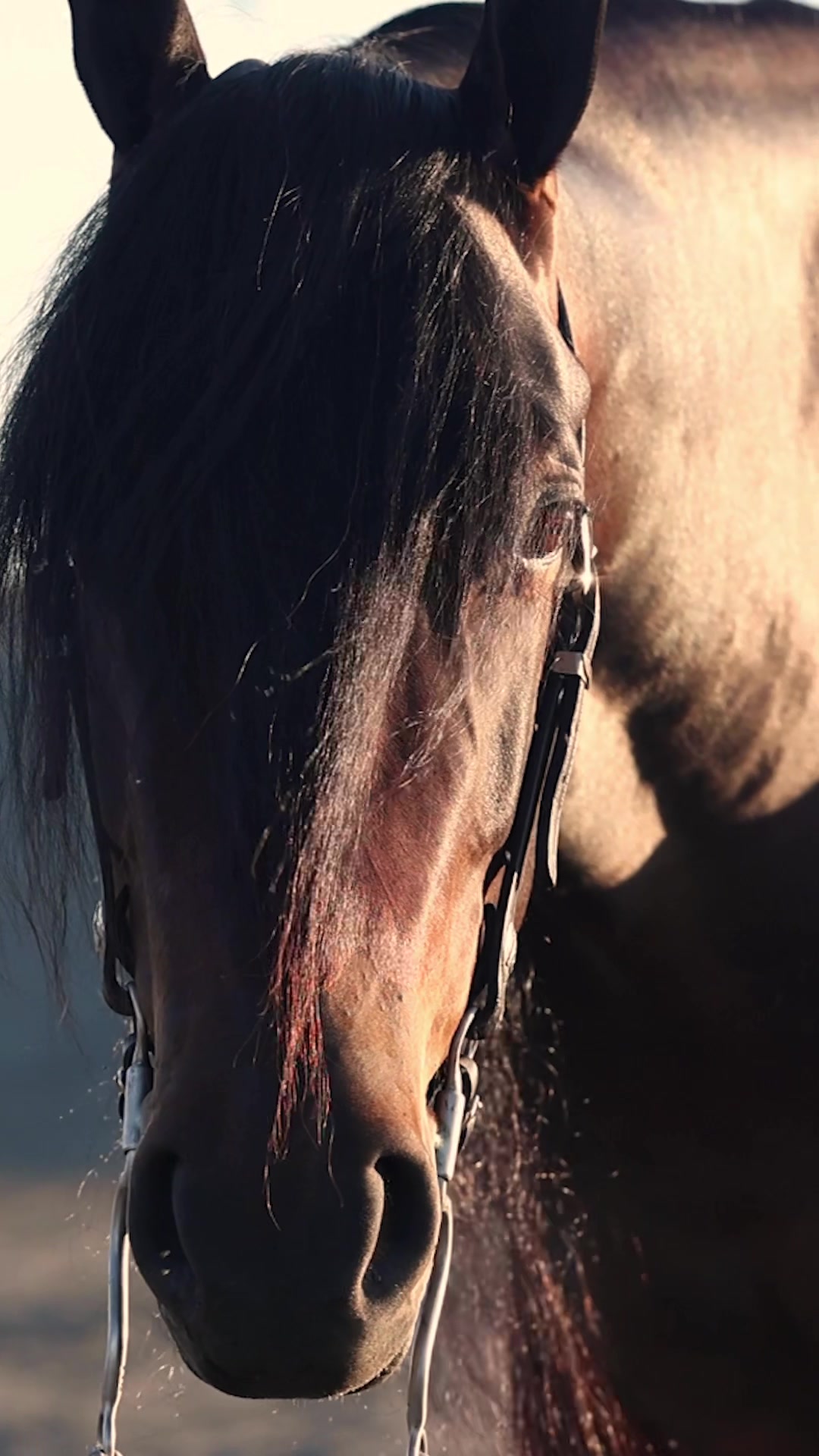 @Rachel ⚡️ Equine Photographer