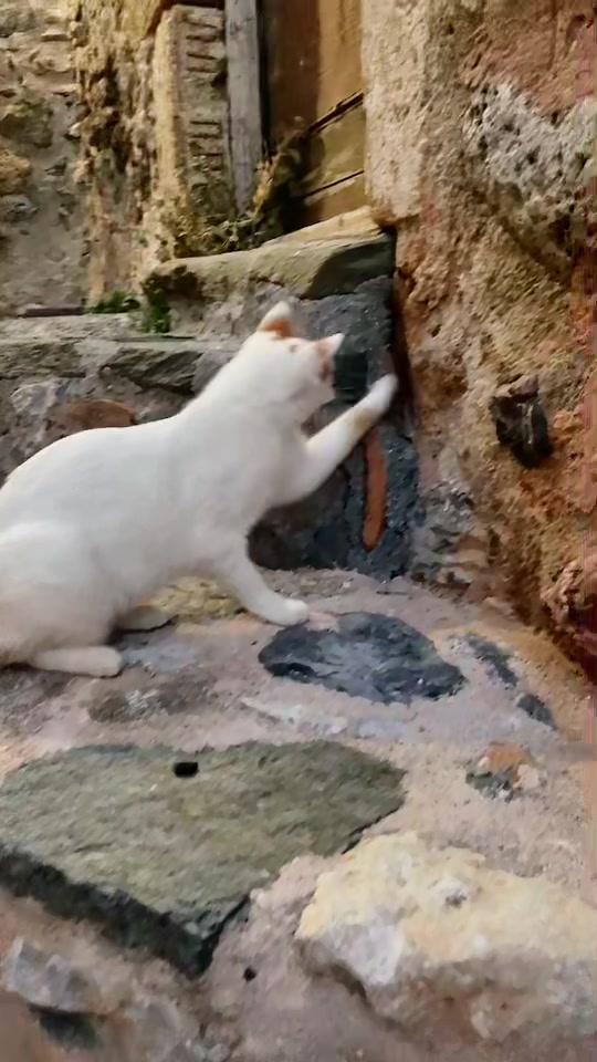 @CuteCat