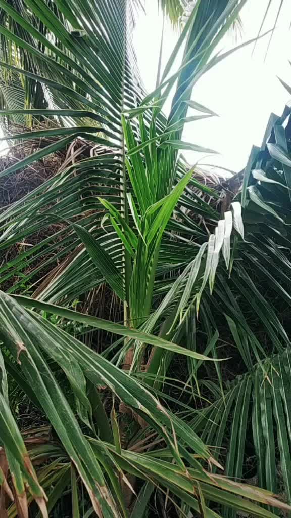@***Muttupatil***
