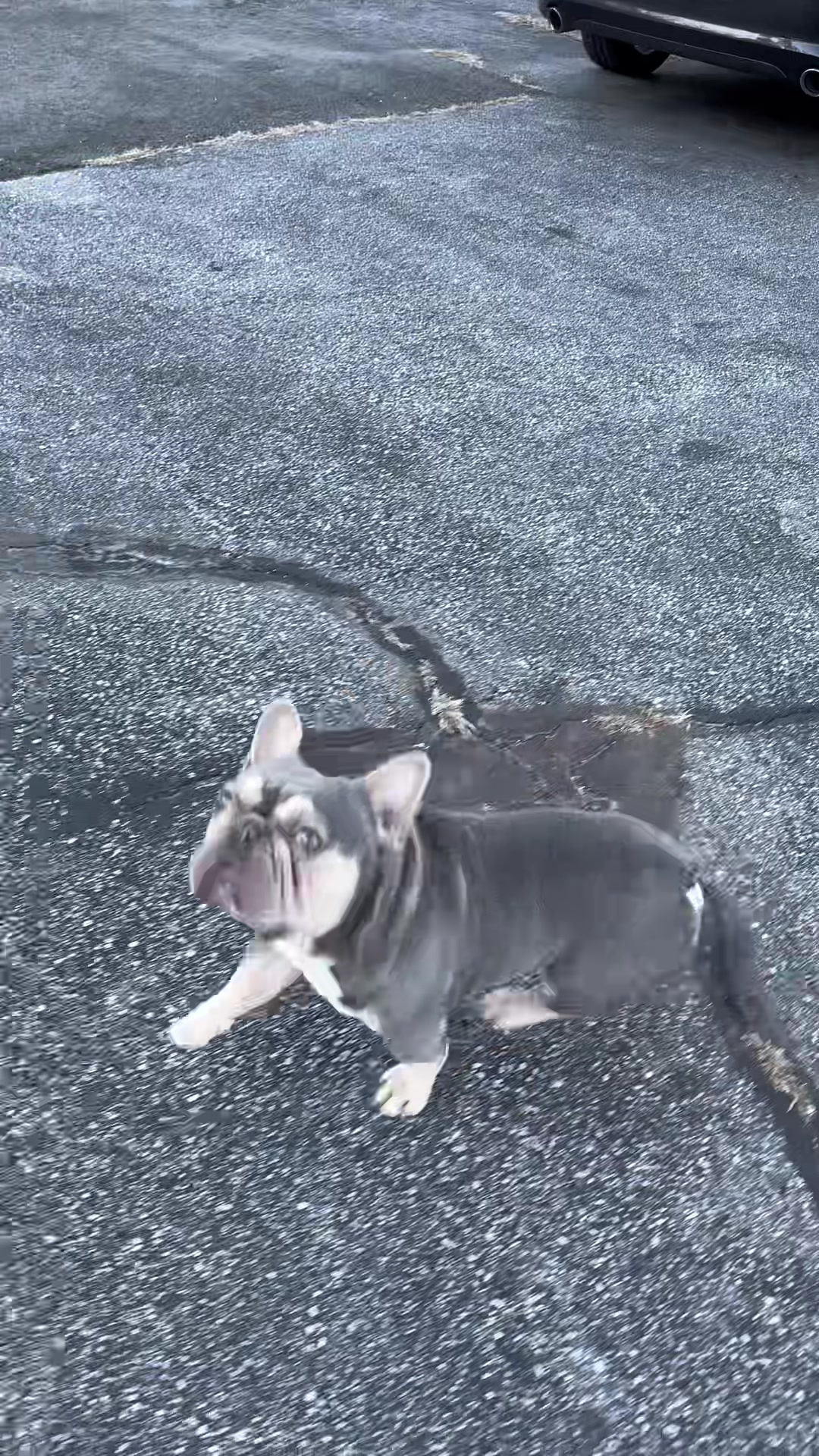 @Frenchiecvlt