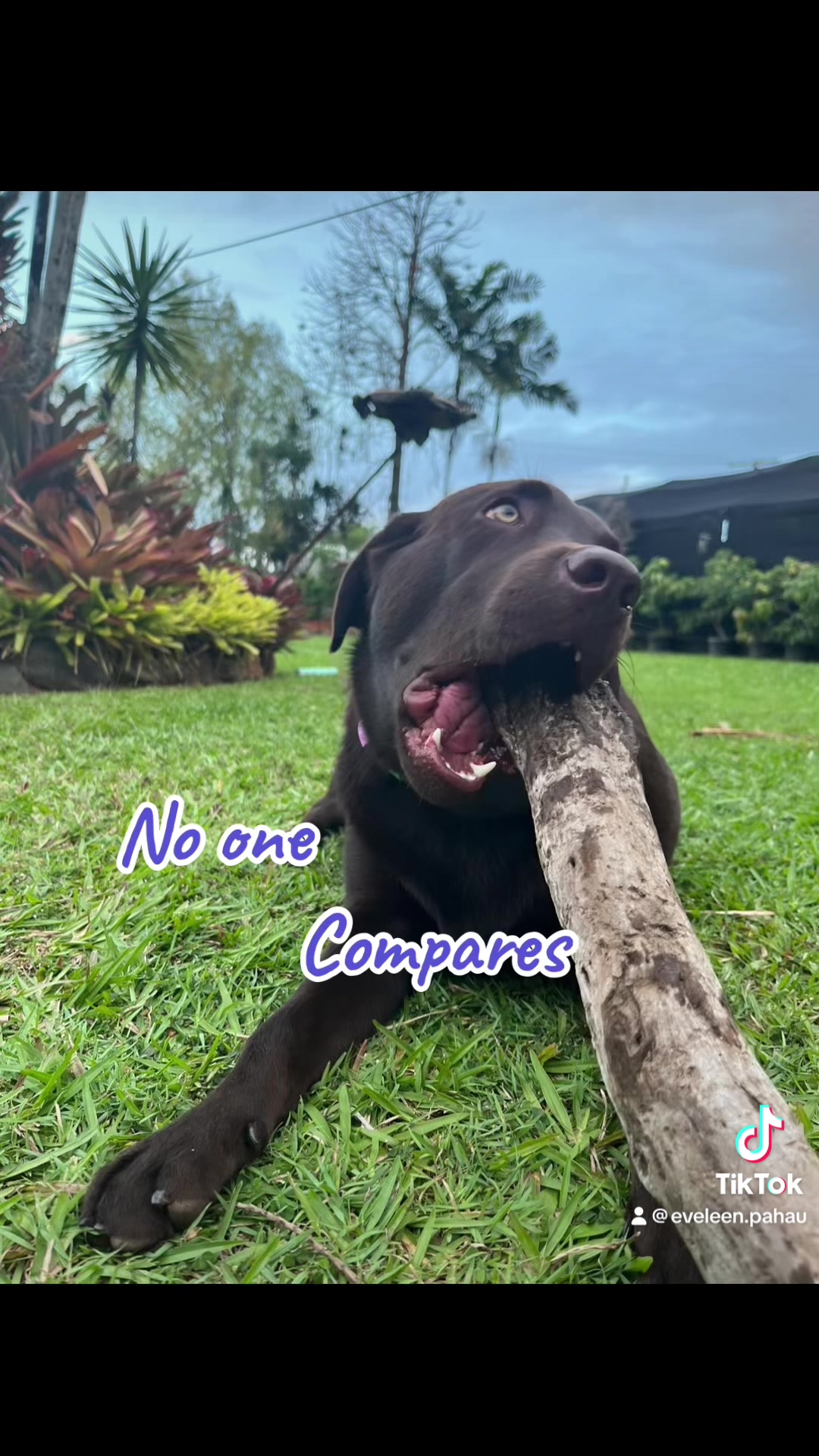 @🐾SOUL DOG TULLY 🐾