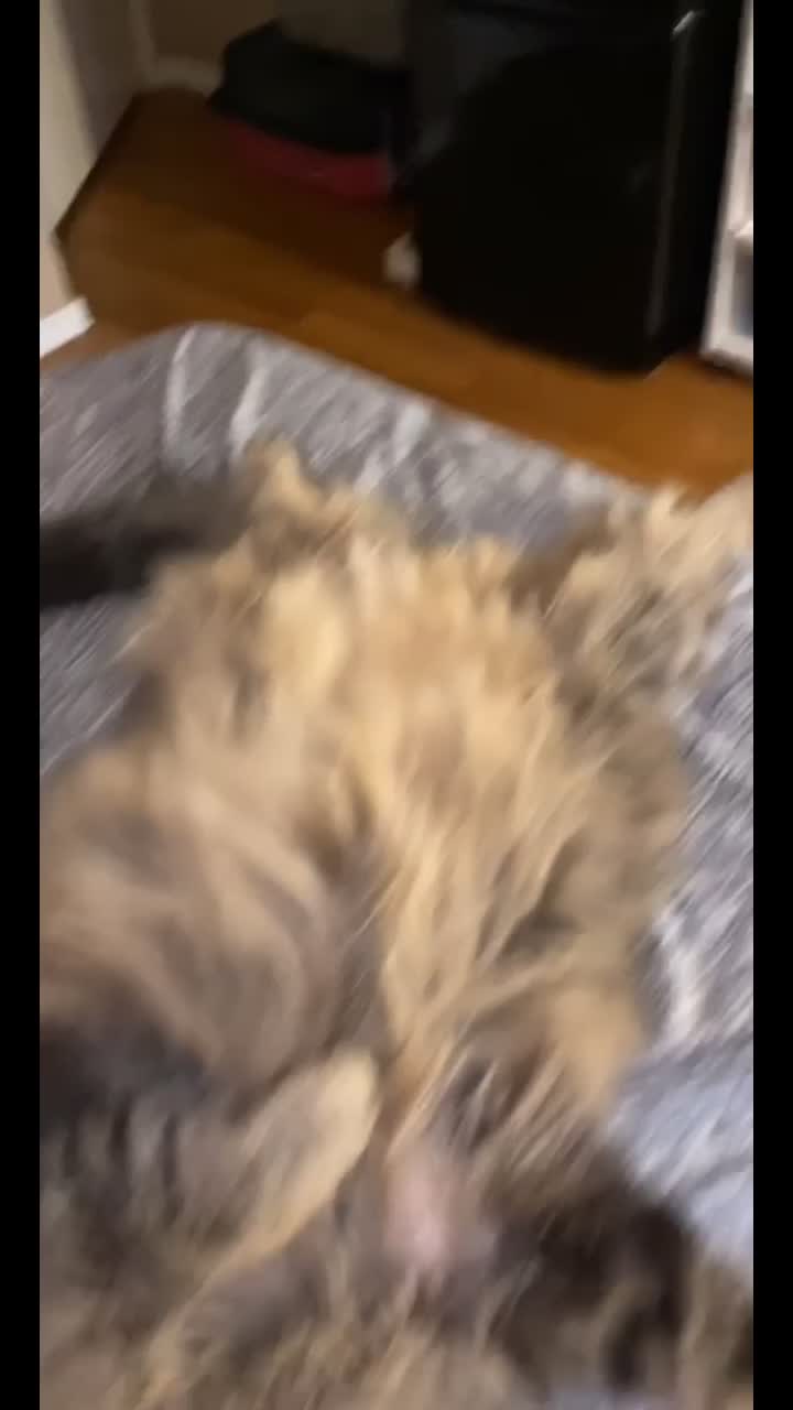 @azolanksi