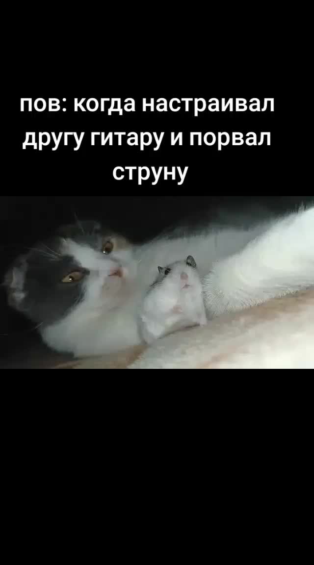 @Rustalla x absolute