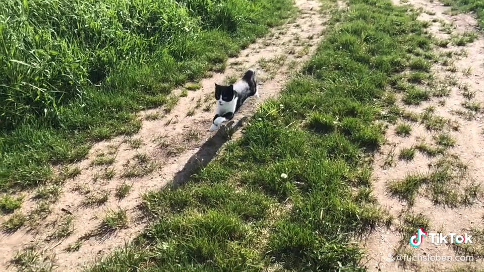 @🦊