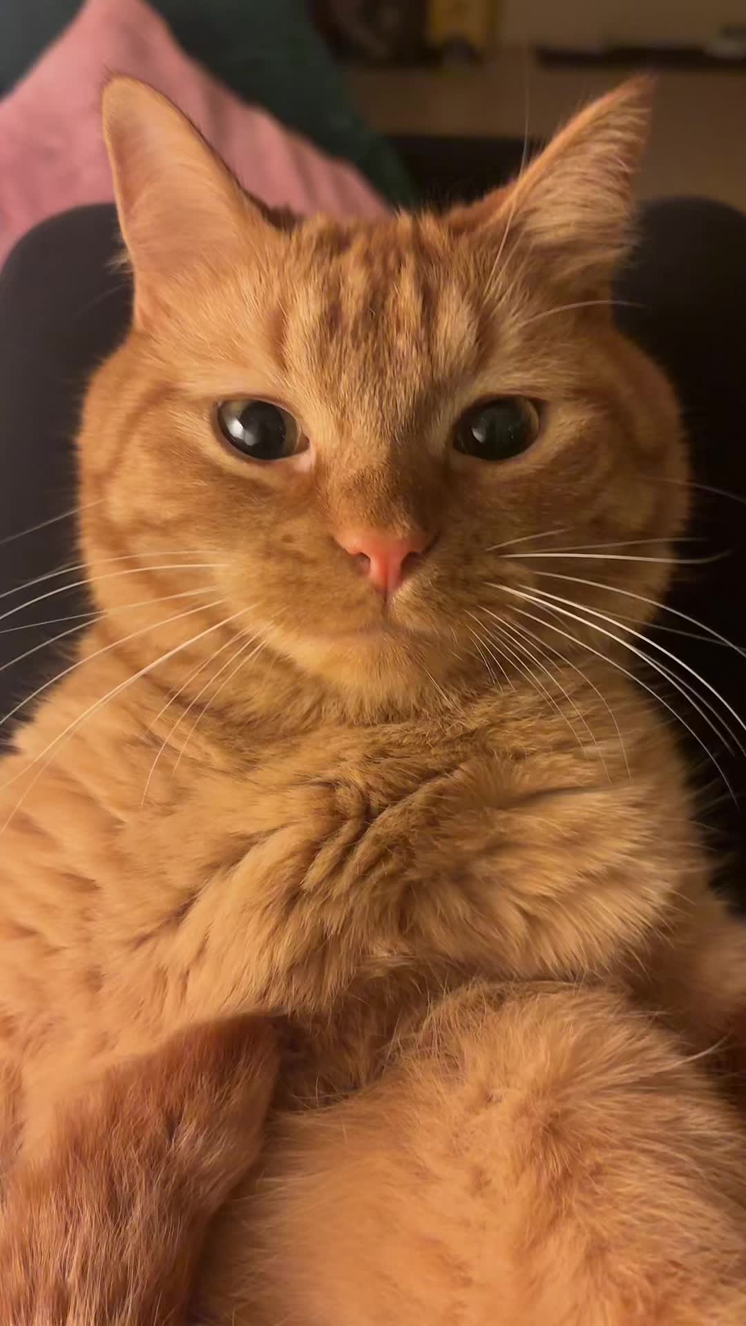 @cowboycatdad