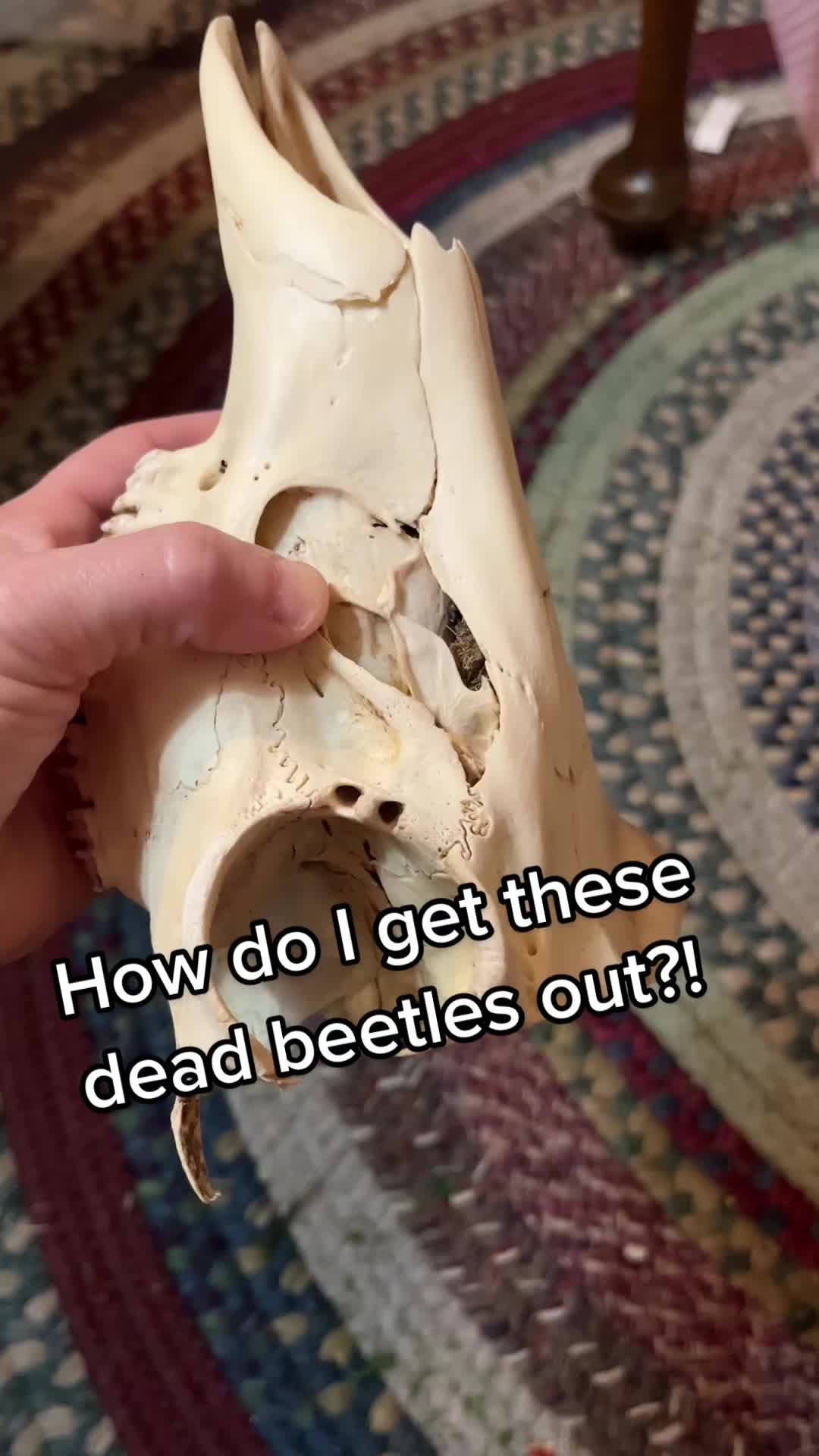 @FairyBoneFeathers