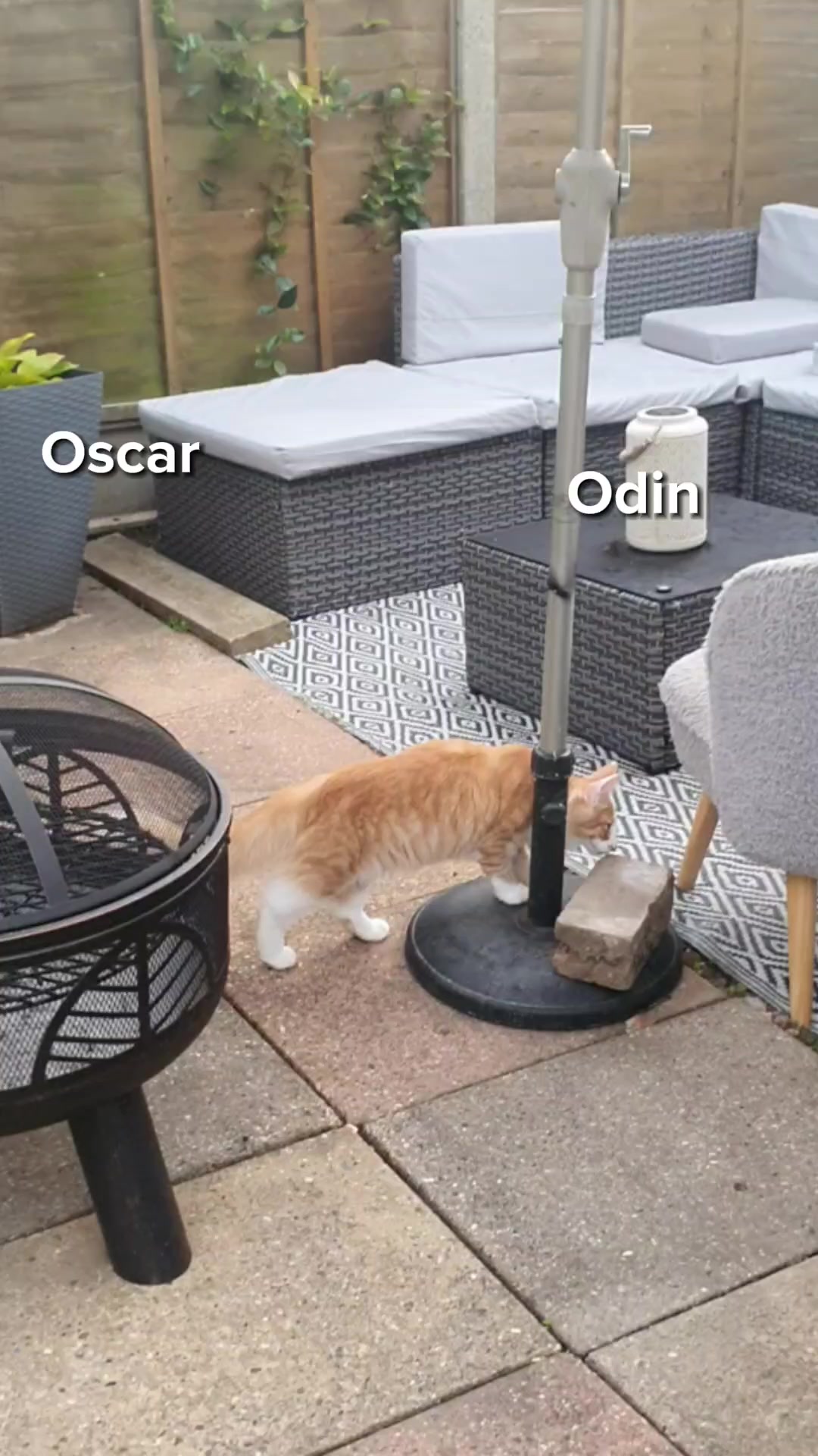 @Odintheforestcat