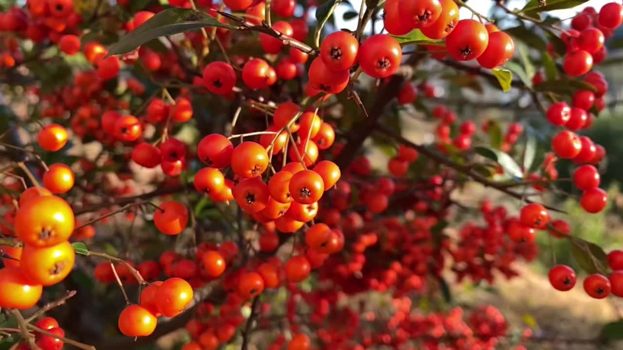 @𝙰𝙻𝙾𝙷𝙰🎧
