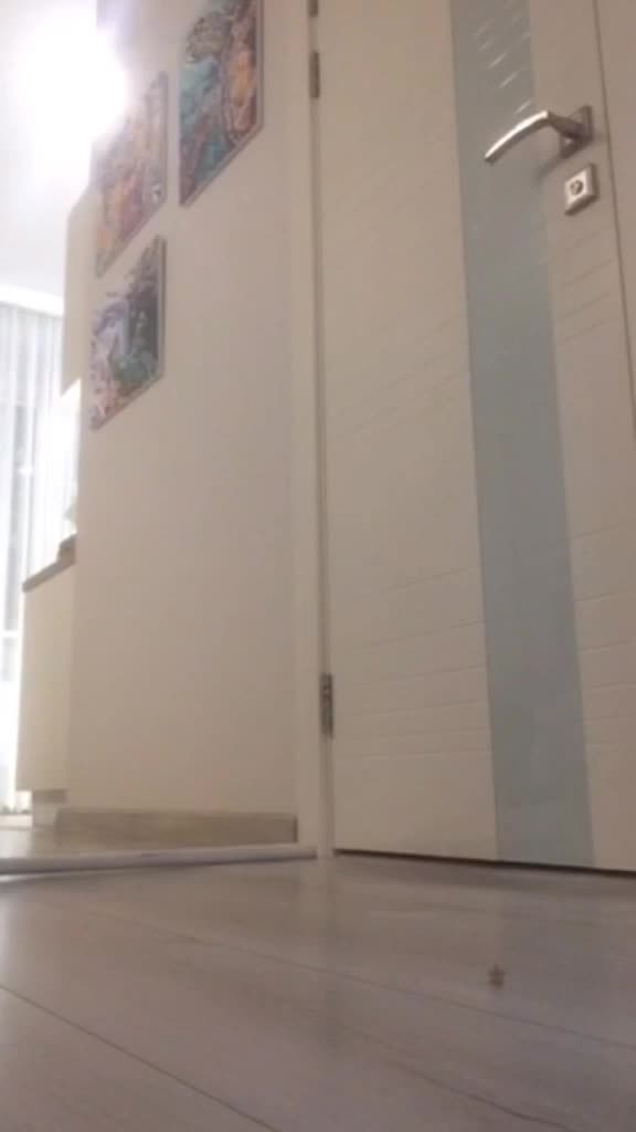 @dog_chip
