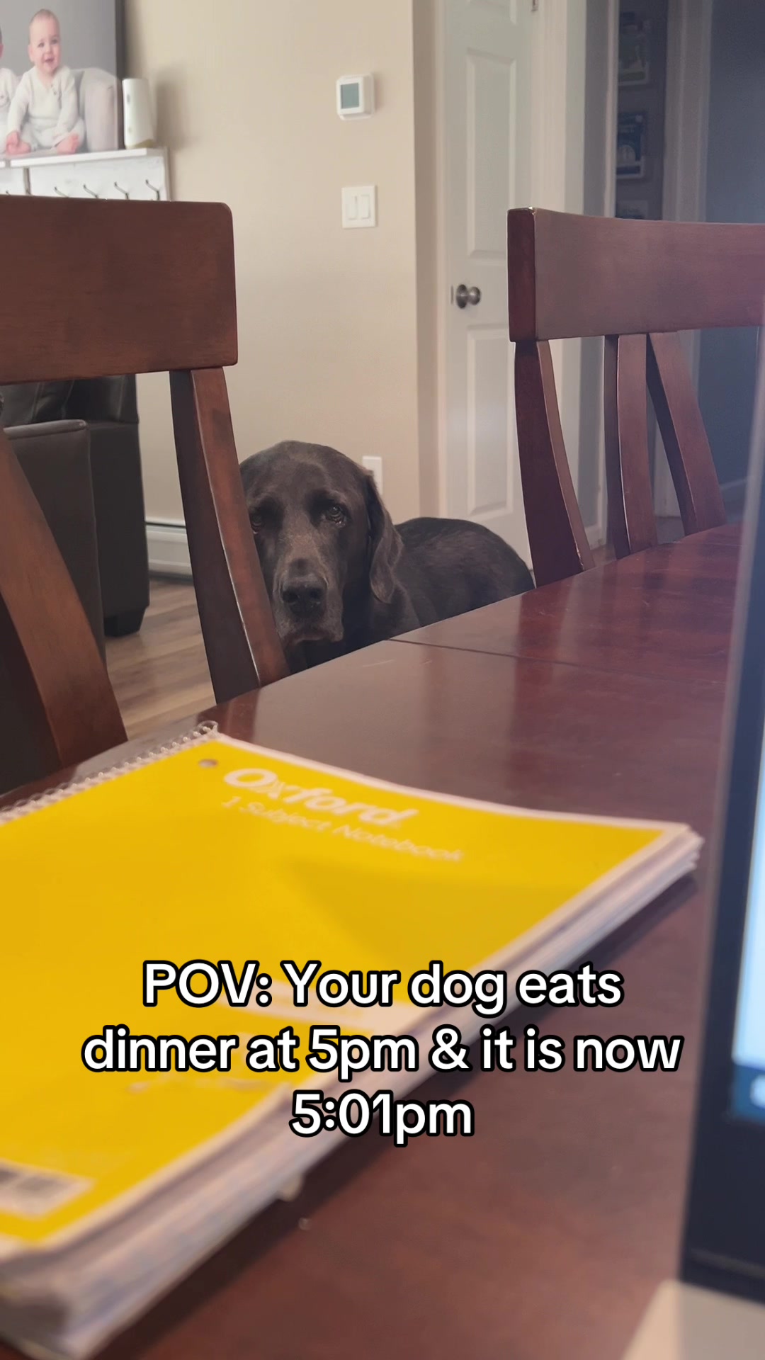@Adventures of Gunner & Cookie