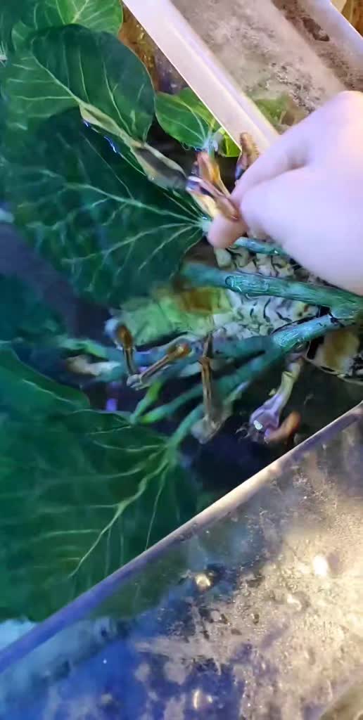 @Cuttle Aquarist