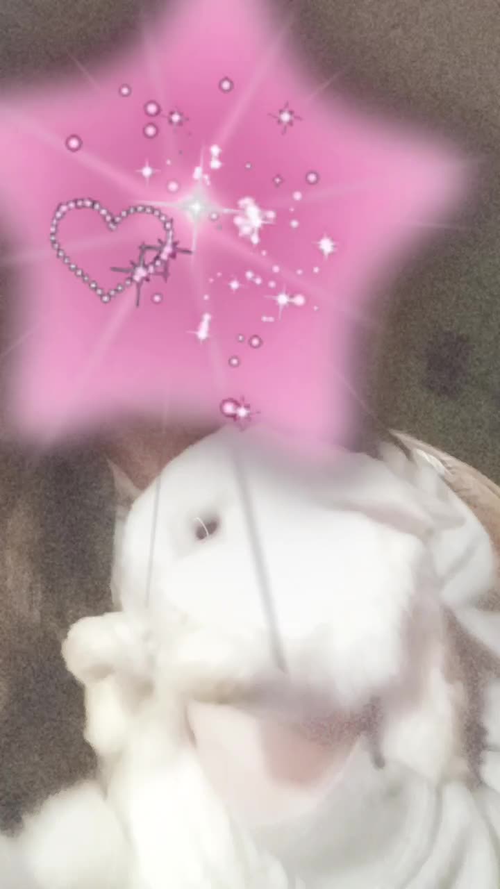 @dammastadon