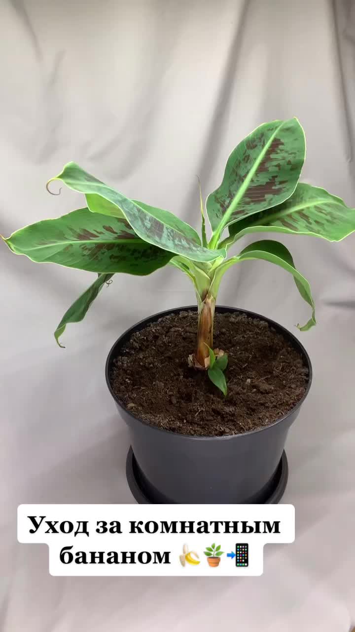 @toy_banana_spb