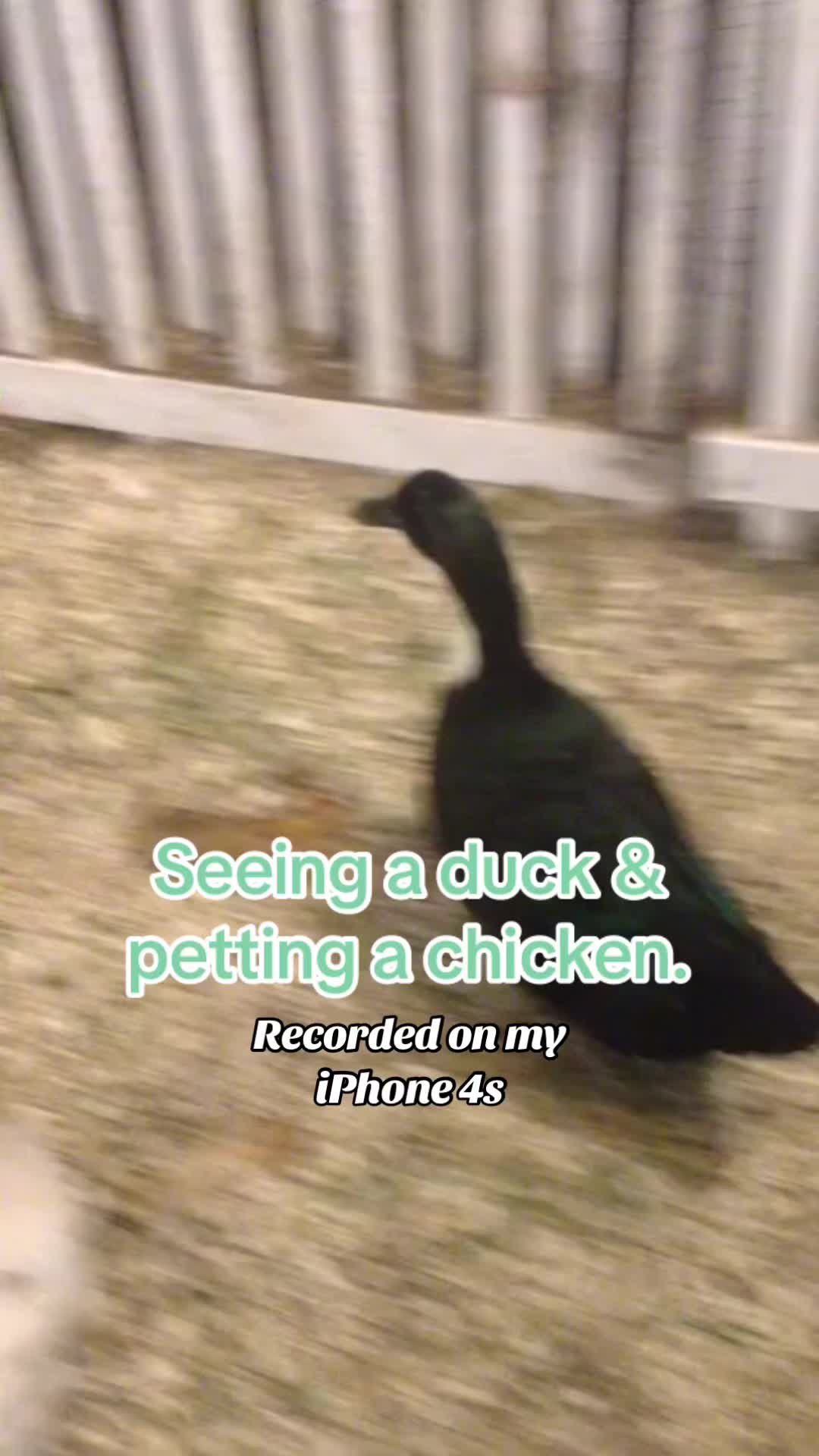 @scruffydolphin
