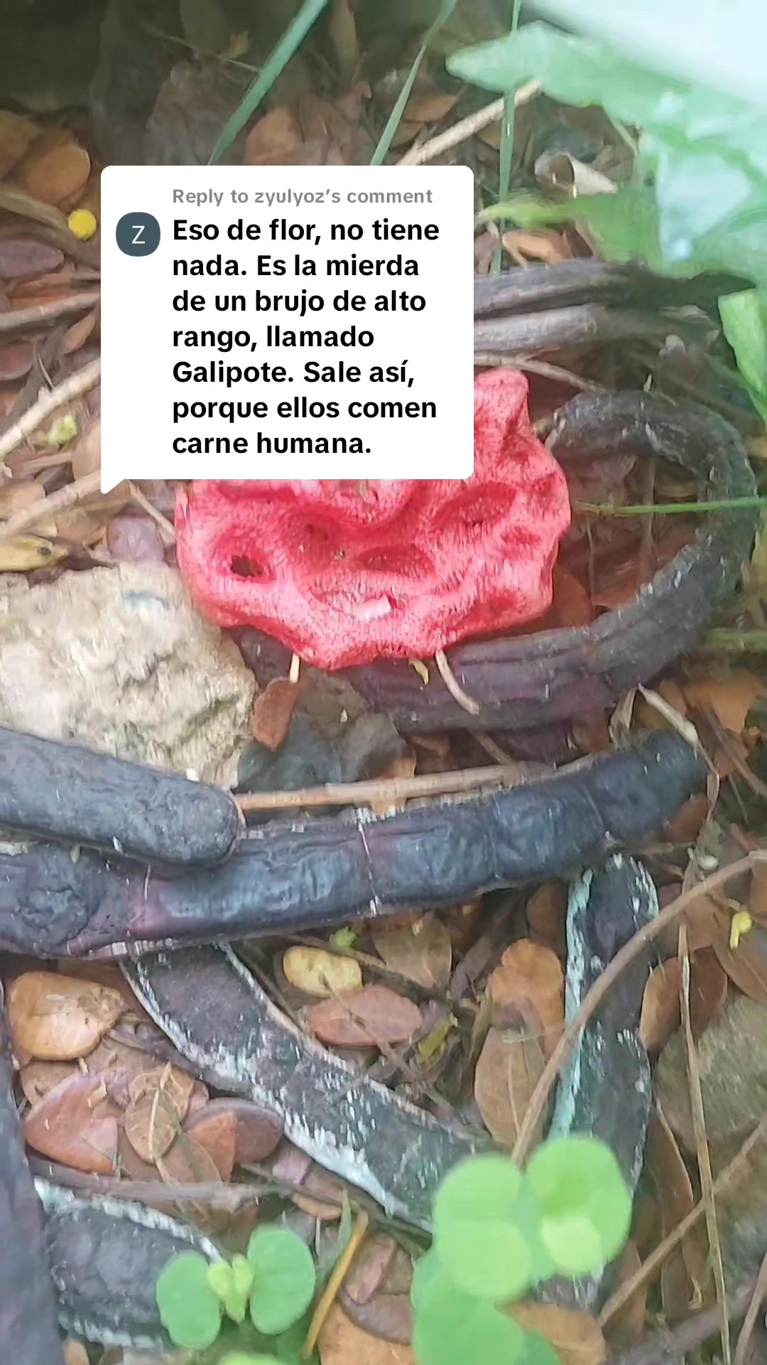 @Reliquia Dominicana