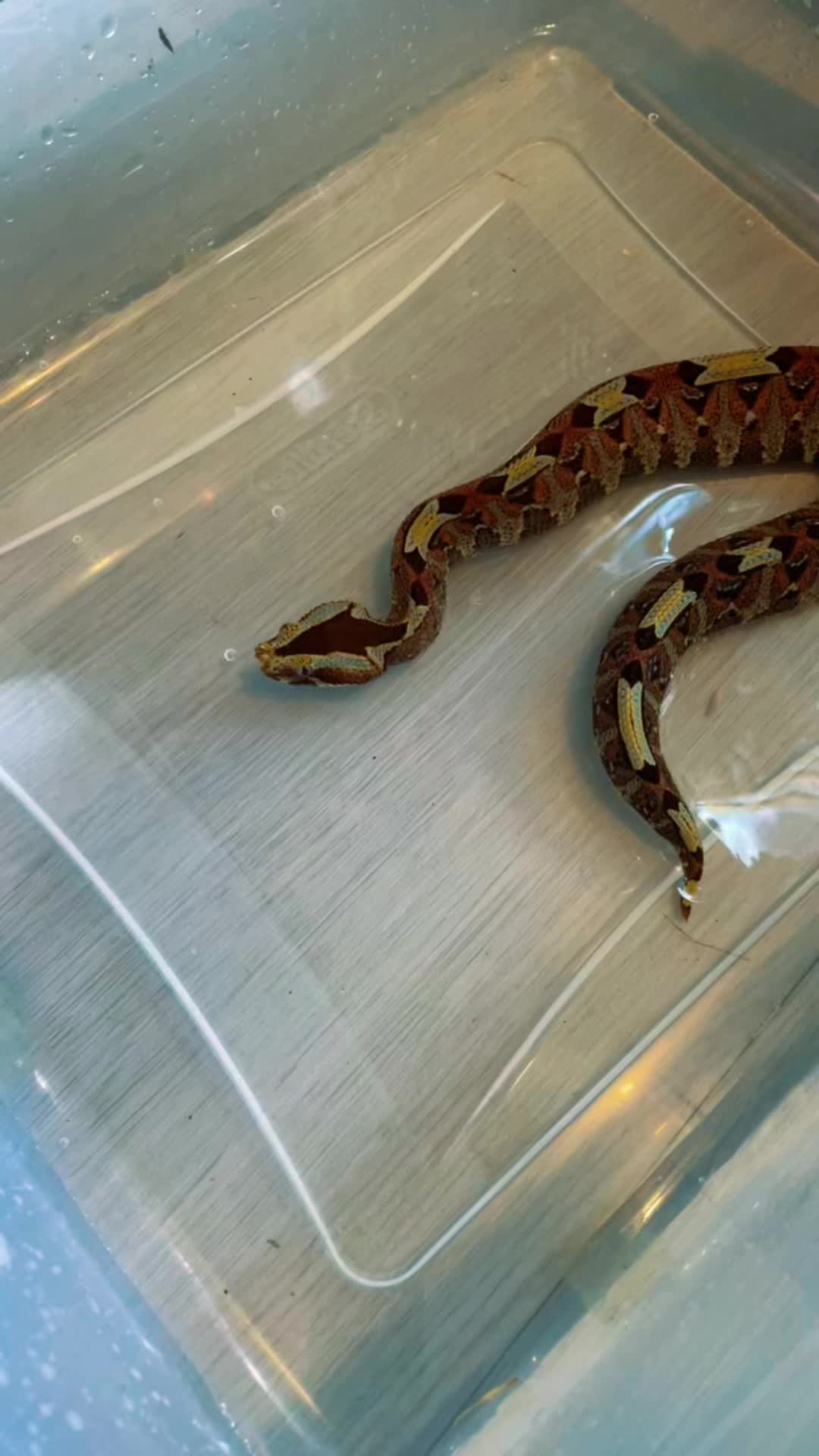 @Cryptid Exotics