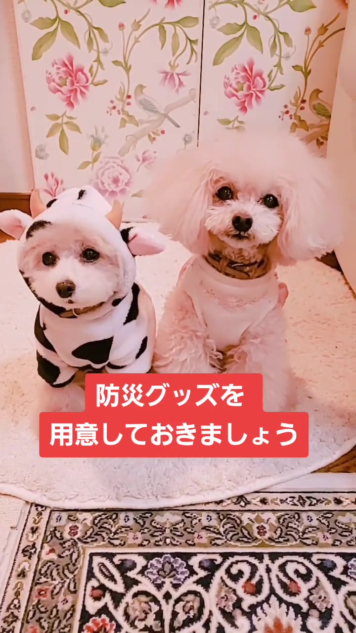 @🍮🍓プリッフィー🍮🍓