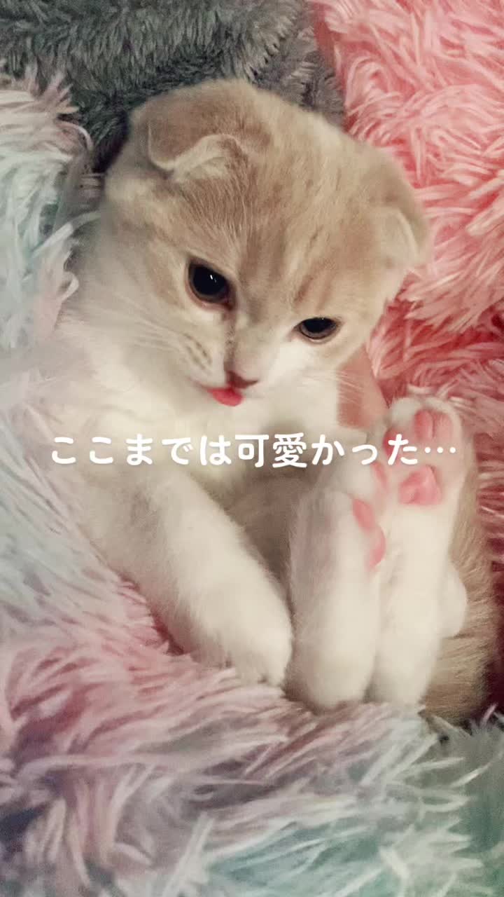 @らるたんと飼い主さん🌈🐾໊