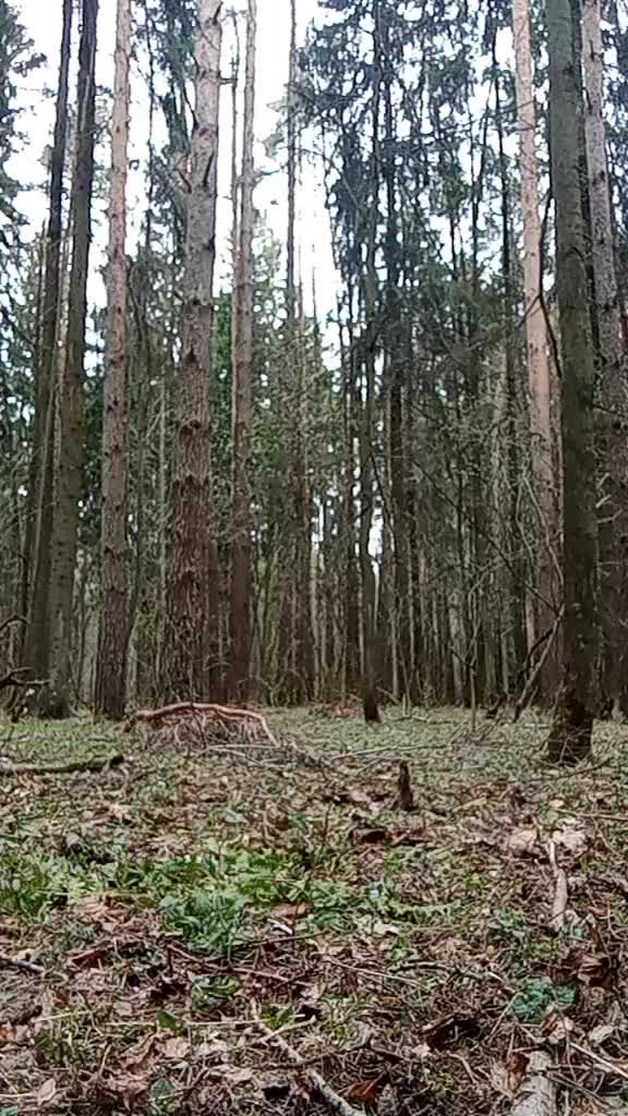 @🍄mushroom wilderness🍄