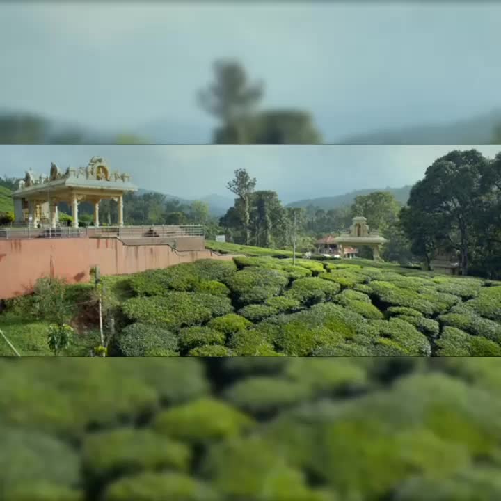 @anusha_ash7