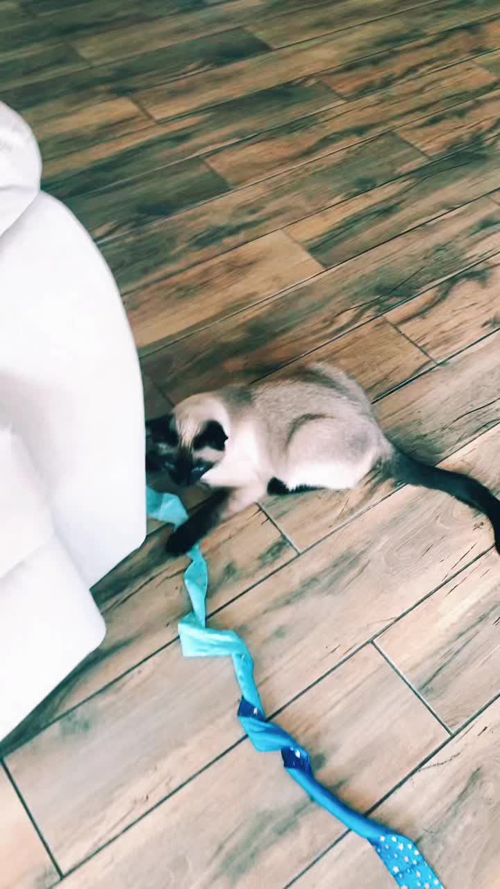 @Blueberry Eyes Cat