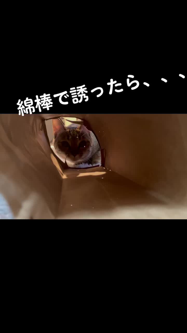 @9nekono
