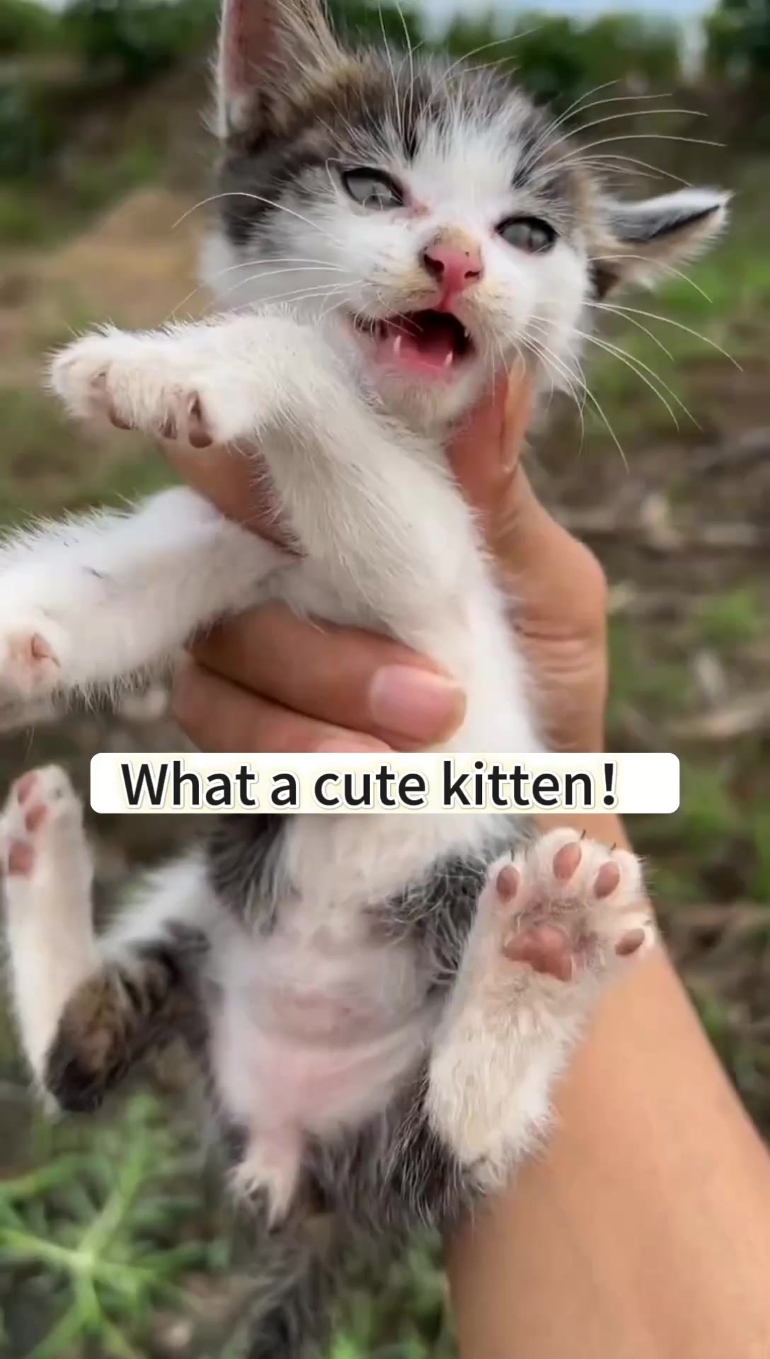 @Cats and dogs